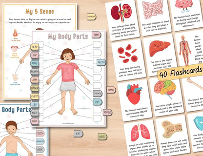 🔥Hot Sell 49% Off🧒Human Anatomy Busy Book