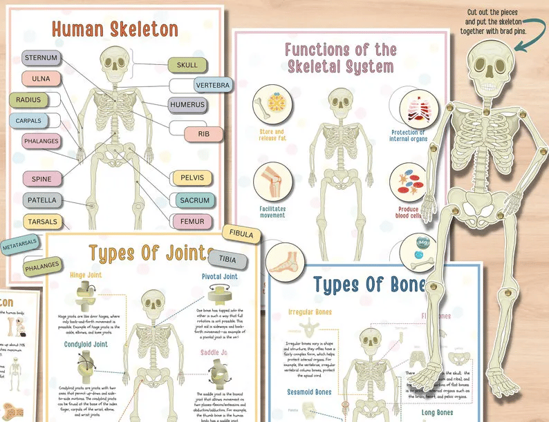 🔥Hot Sell 49% Off🧒Human Anatomy Busy Book