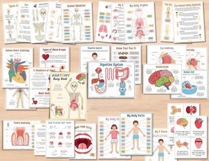 🔥Hot Sell 49% Off🧒Human Anatomy Busy Book